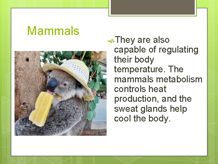 Mammals They are also capable of regulating their body temperature. The mammals metabolism controls