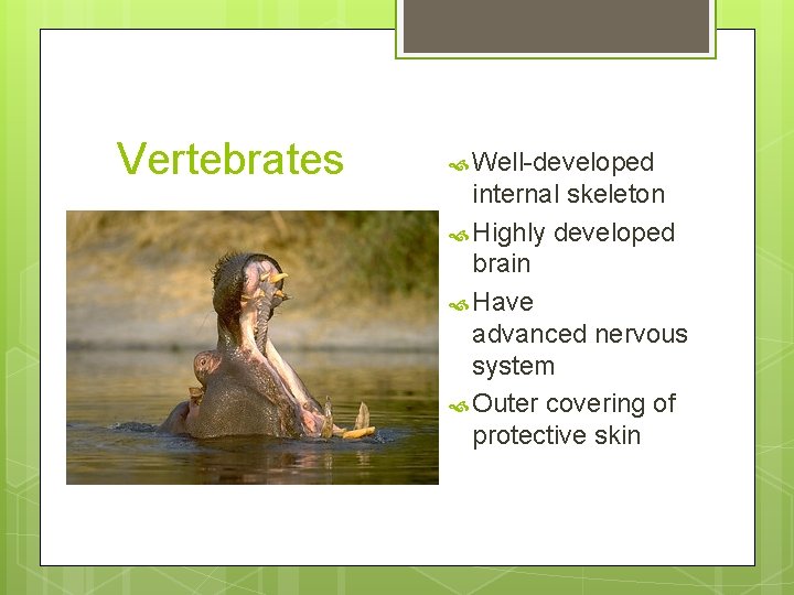 Vertebrates Well-developed internal skeleton Highly developed brain Have advanced nervous system Outer covering of