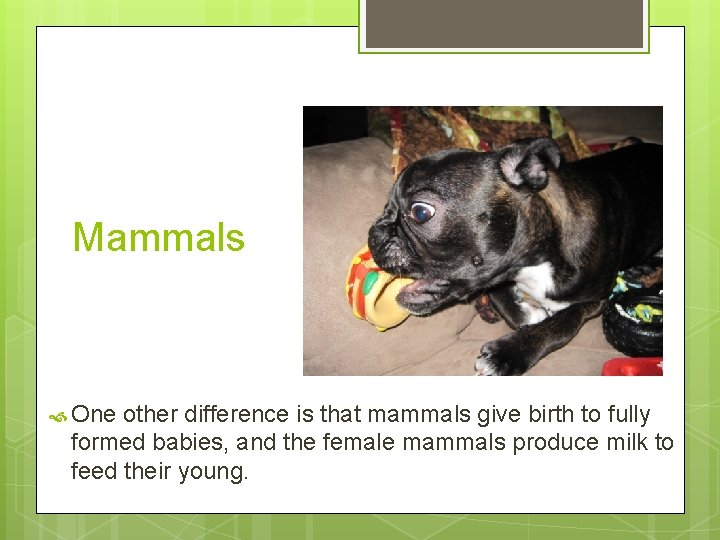 Mammals One other difference is that mammals give birth to fully formed babies, and
