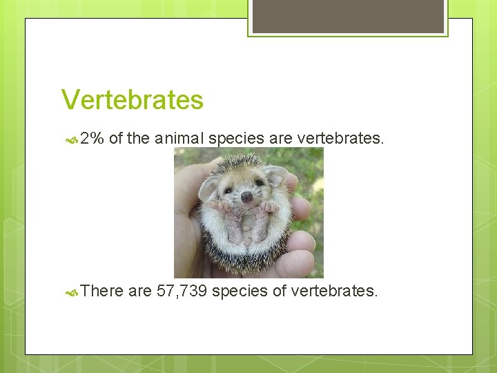 Vertebrates 2% of the animal species are vertebrates. There are 57, 739 species of