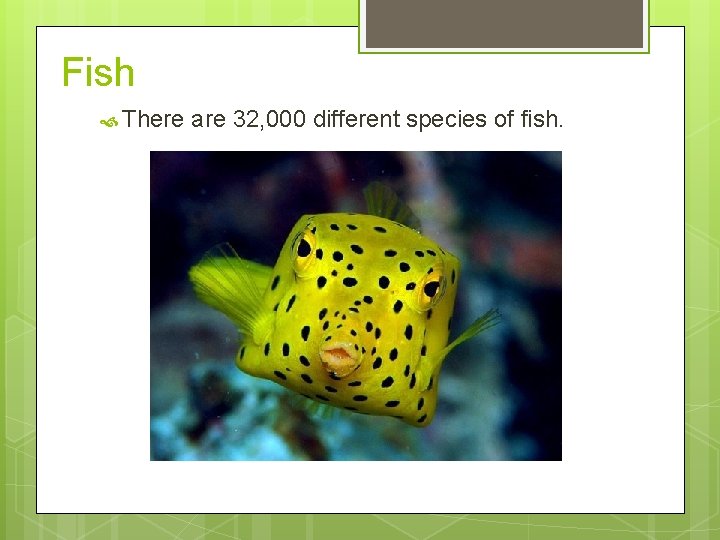 Fish There are 32, 000 different species of fish. 