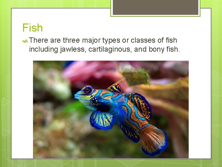 Fish There are three major types or classes of fish including jawless, cartilaginous, and