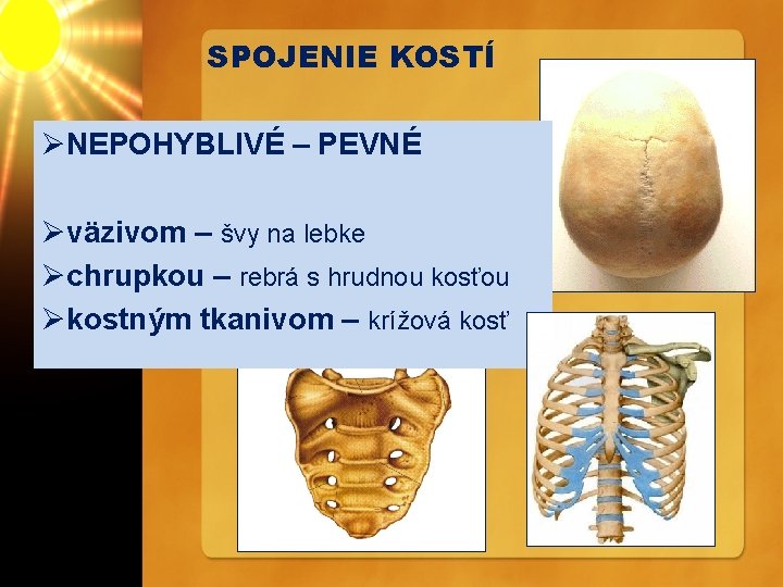 SPOJENIE KOSTÍ ØNEPOHYBLIVÉ – PEVNÉ Øväzivom – švy na lebke Øchrupkou – rebrá s