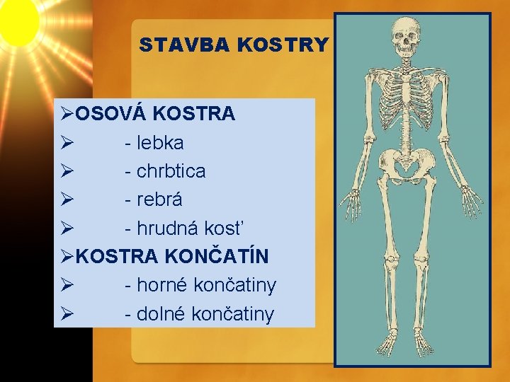 STAVBA KOSTRY ØOSOVÁ KOSTRA Ø - lebka Ø - chrbtica Ø - rebrá Ø