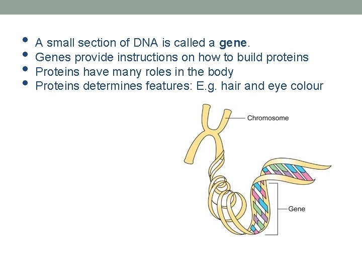  • • A small section of DNA is called a gene. Genes provide