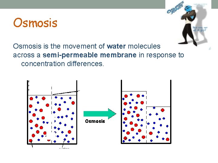 Osmosis is the movement of water molecules across a semi-permeable membrane in response to