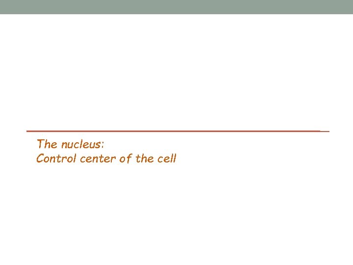 The nucleus: Control center of the cell 