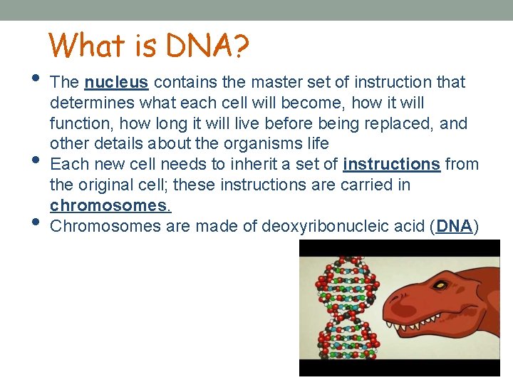 • • • What is DNA? The nucleus contains the master set of