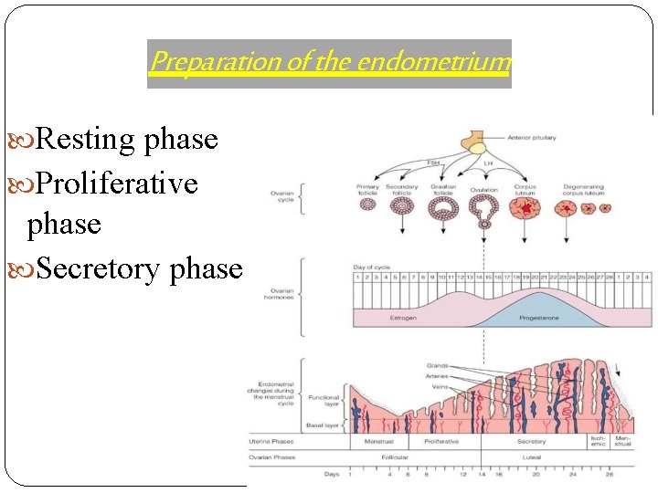 Preparation of the endometrium Resting phase Proliferative phase Secretory phase 