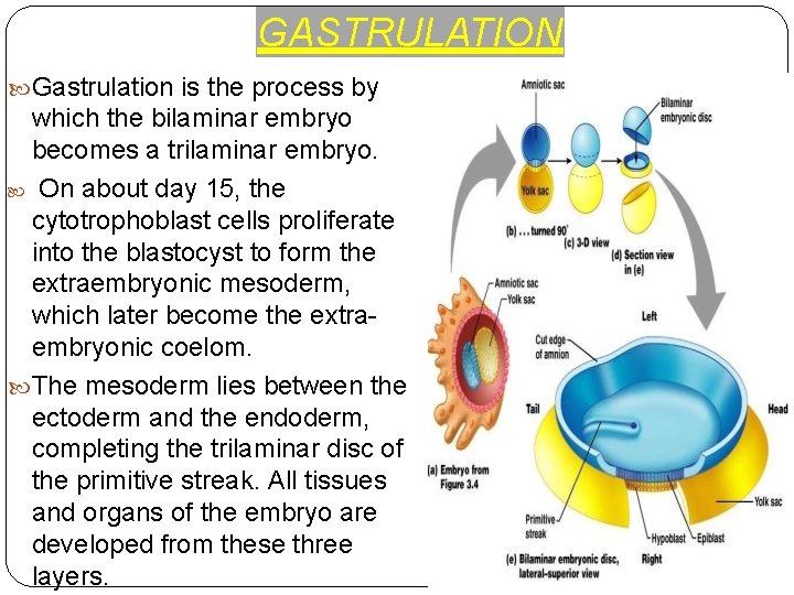GASTRULATION Gastrulation is the process by which the bilaminar embryo becomes a trilaminar embryo.