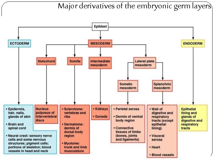 Major derivatives of the embryonic germ layers 