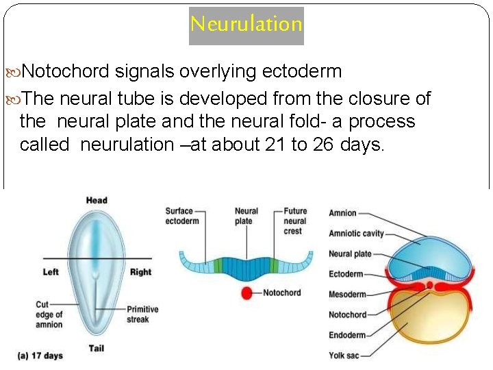 Neurulation Notochord signals overlying ectoderm The neural tube is developed from the closure of