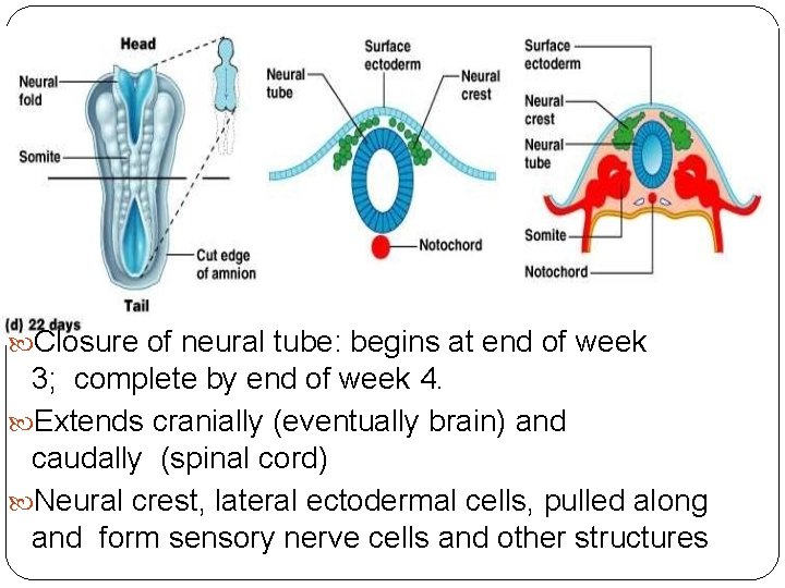  Closure of neural tube: begins at end of week 3; complete by end