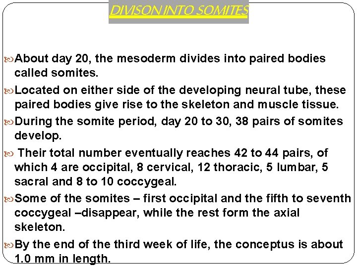 DIVISON INTO SOMITES About day 20, the mesoderm divides into paired bodies called somites.