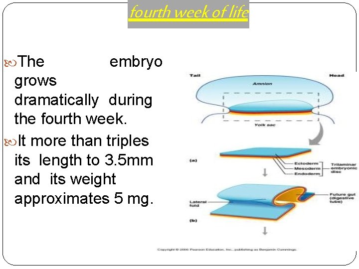 fourth week of life The embryo grows dramatically during the fourth week. It more