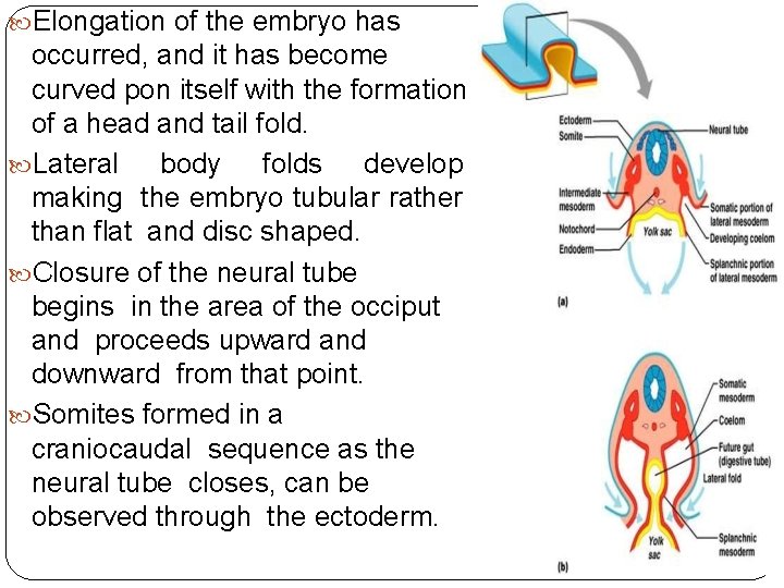  Elongation of the embryo has occurred, and it has become curved pon itself