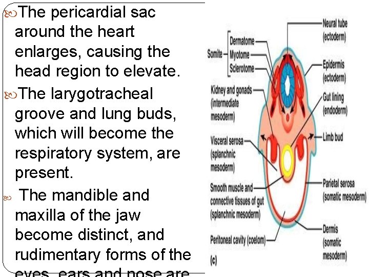  The pericardial sac around the heart enlarges, causing the head region to elevate.
