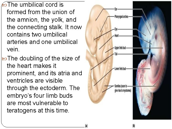  The umbilical cord is formed from the union of the amnion, the yolk,