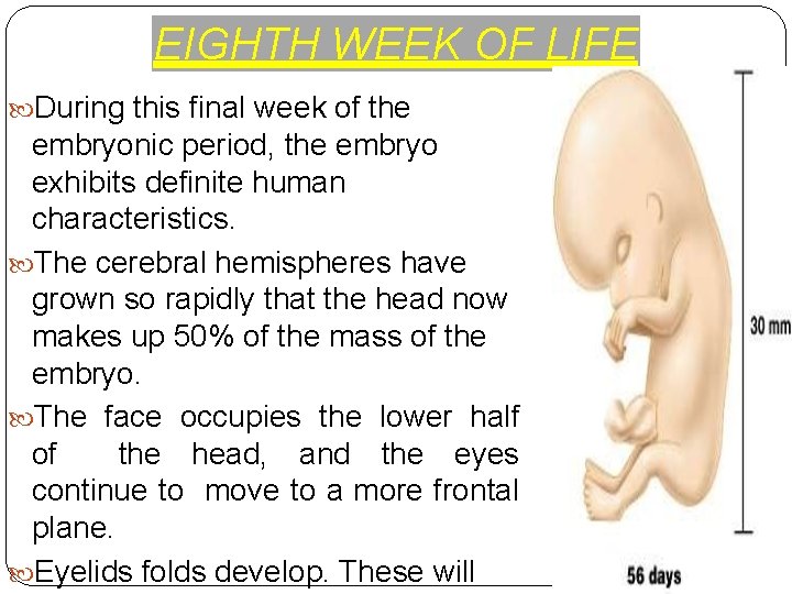 EIGHTH WEEK OF LIFE During this final week of the embryonic period, the embryo
