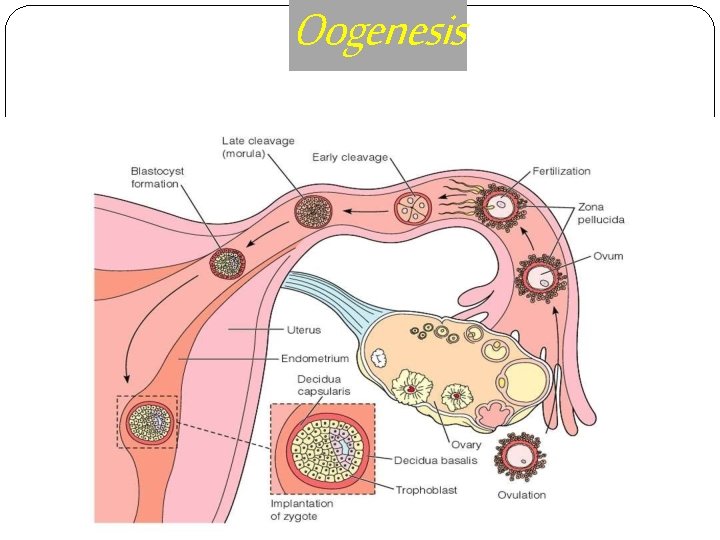 Oogenesis 