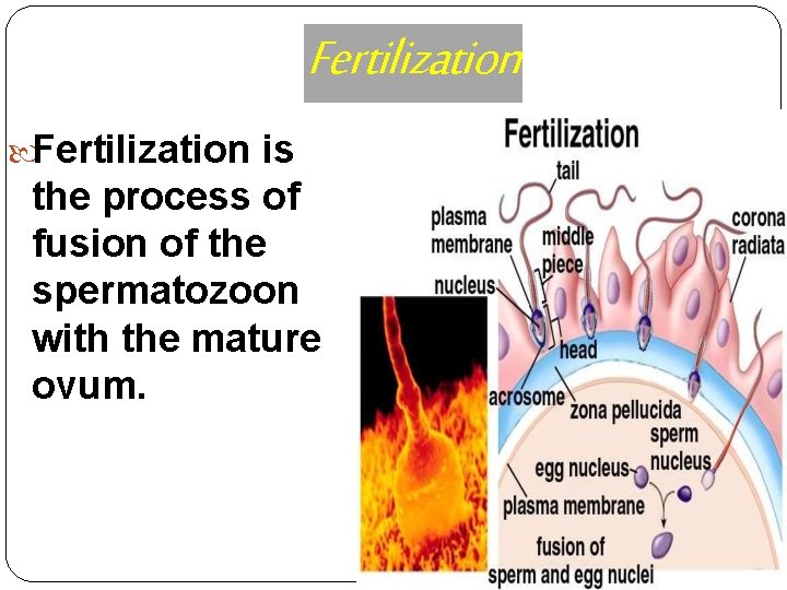 Fertilization is the process of fusion of the spermatozoon with the mature ovum. 