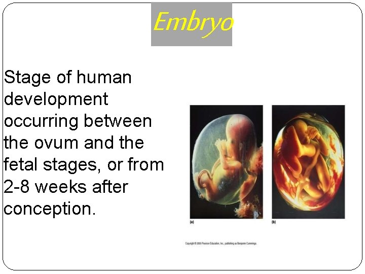 Embryo Stage of human development occurring between the ovum and the fetal stages, or