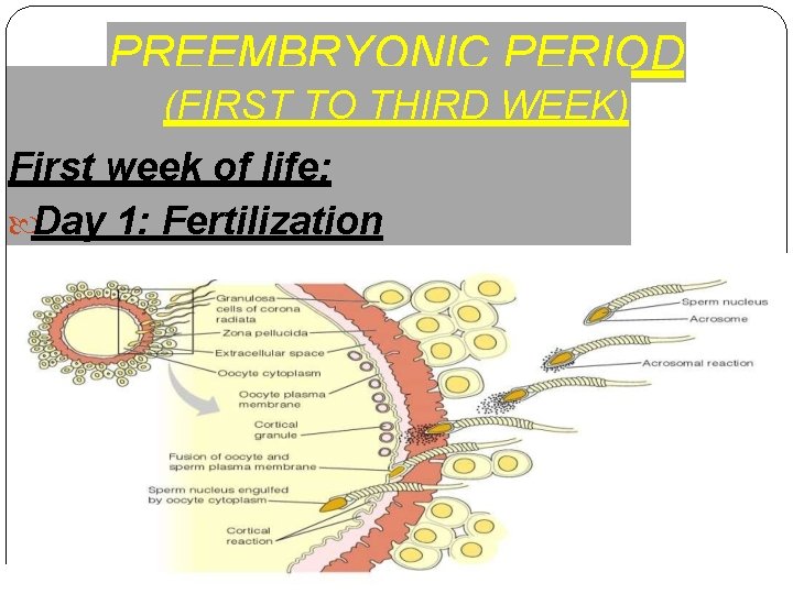 PREEMBRYONIC PERIOD (FIRST TO THIRD WEEK) First week of life: Day 1: Fertilization 