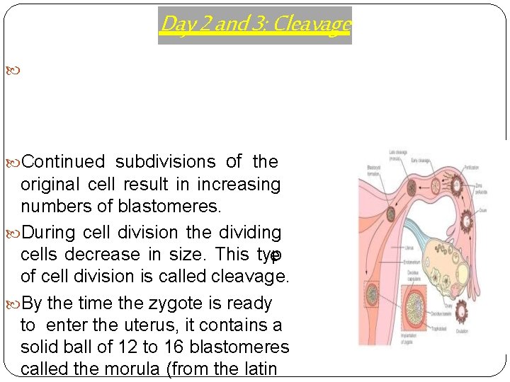 Day 2 and 3: Cleavage of the original cell result in increasing numbers of