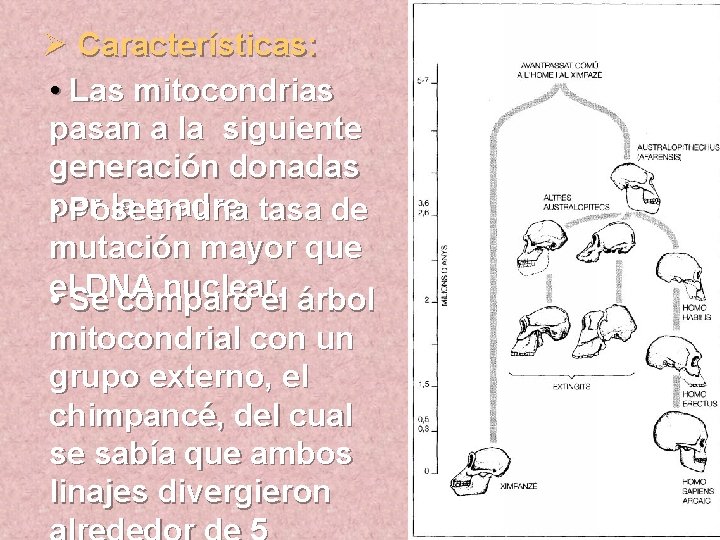 Ø Características: • Las mitocondrias pasan a la siguiente generación donadas por la madre.