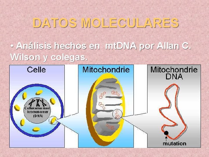 DATOS MOLECULARES • Análisis hechos en mt. DNA por Allan C. Wilson y colegas.