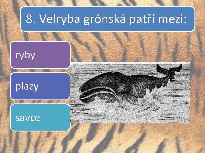 8. Velryba grónská patří mezi: ryby plazy savce 