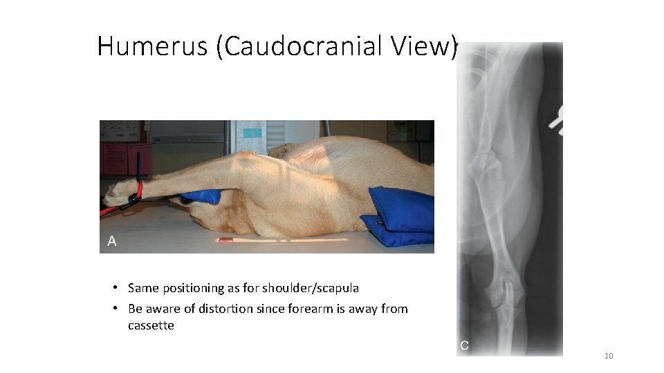 Humerus (Caudocranial View) • Same positioning as for shoulder/scapula • Be aware of distortion