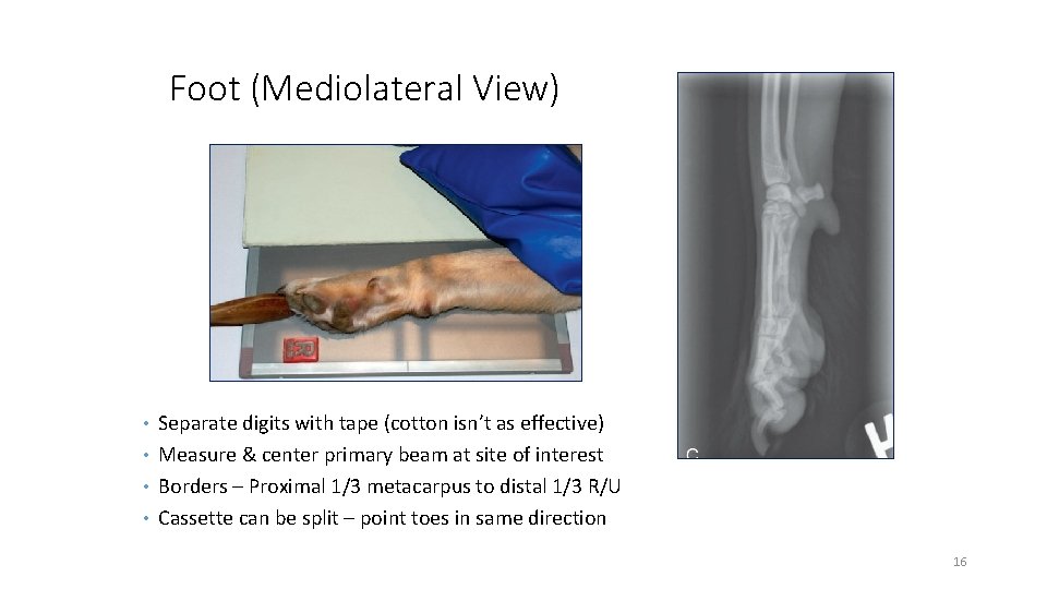 Foot (Mediolateral View) • Separate digits with tape (cotton isn’t as effective) • Measure