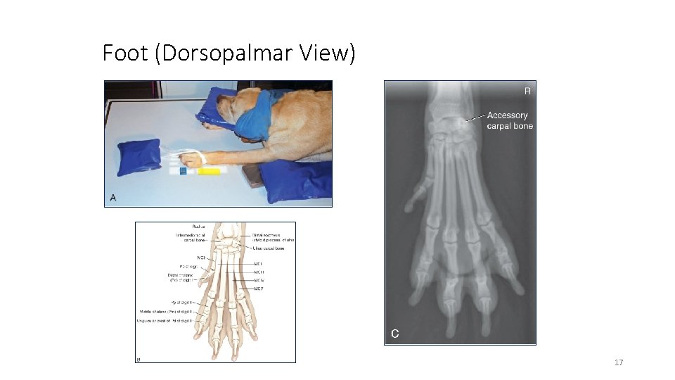 Foot (Dorsopalmar View) 17 