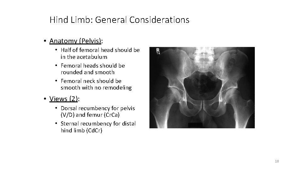 Hind Limb: General Considerations • Anatomy (Pelvis): • Half of femoral head should be