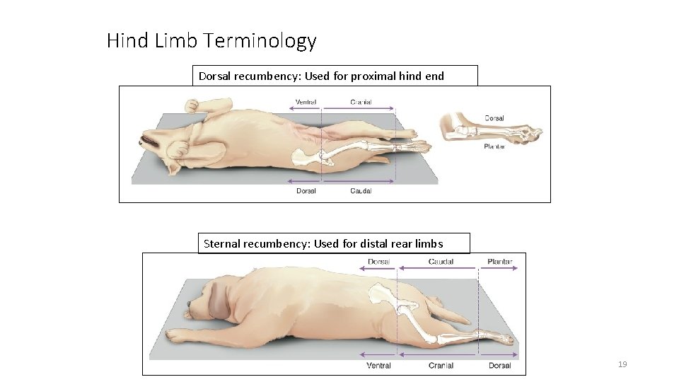 Hind Limb Terminology Dorsal recumbency: Used for proximal hind end Sternal recumbency: Used for