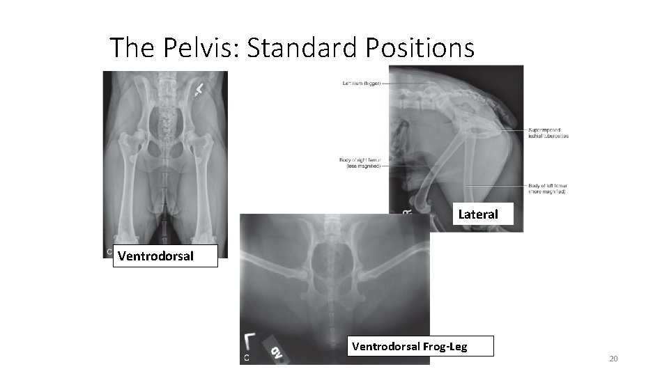 The Pelvis: Standard Positions Lateral Ventrodorsal Frog-Leg 20 