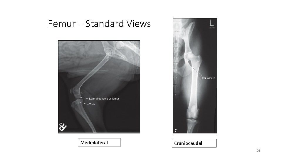 Femur – Standard Views Mediolateral Craniocaudal 21 