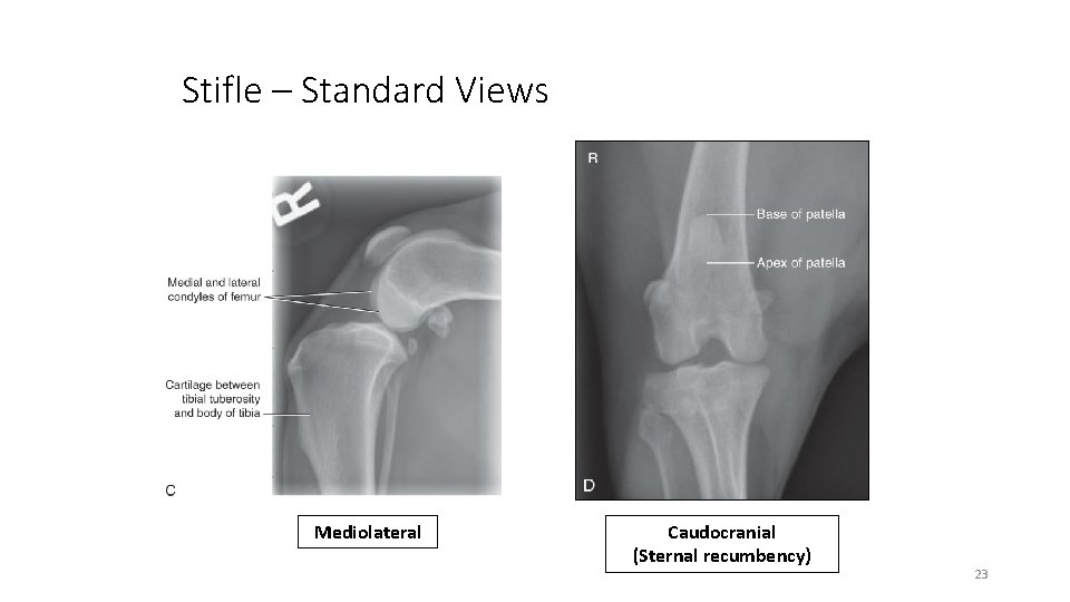 Stifle – Standard Views Mediolateral Caudocranial (Sternal recumbency) 23 