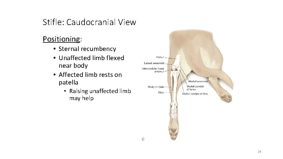 Stifle: Caudocranial View Positioning: • Sternal recumbency • Unaffected limb flexed near body •