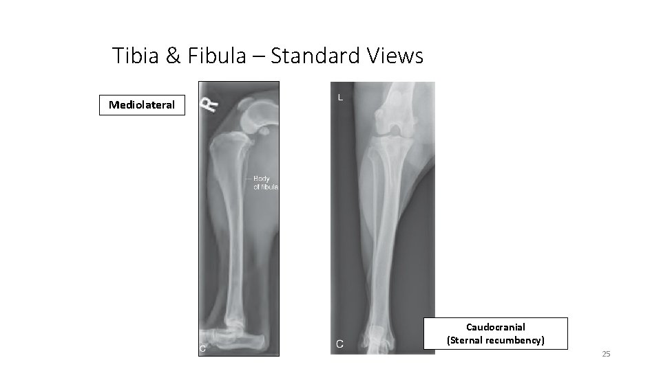 Tibia & Fibula – Standard Views Mediolateral Caudocranial (Sternal recumbency) 25 