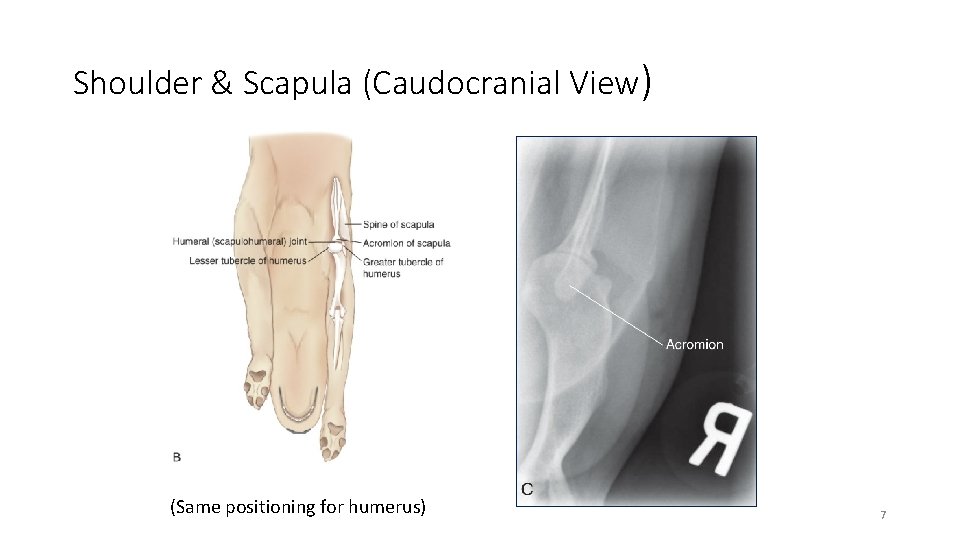 Shoulder & Scapula (Caudocranial View) (Same positioning for humerus) 7 