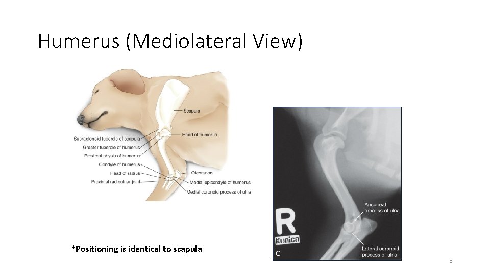 Humerus (Mediolateral View) *Positioning is identical to scapula 8 