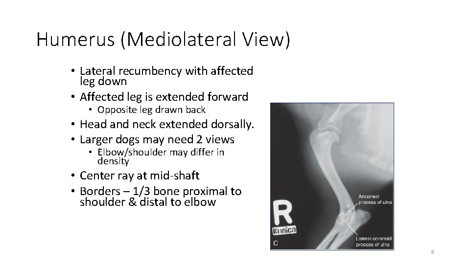 Humerus (Mediolateral View) • Lateral recumbency with affected leg down • Affected leg is