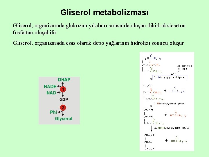 Gliserol metabolizması Gliserol, organizmada glukozun yıkılımı sırasında oluşan dihidroksiaseton fosfattan oluşabilir Gliserol, organizmada esas