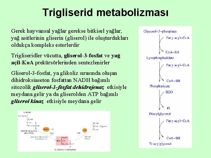 Trigliserid metabolizması Gerek hayvansal yağlar gerekse bitkisel yağlar, yağ asitlerinin gliserin (gliserol) ile oluşturdukları