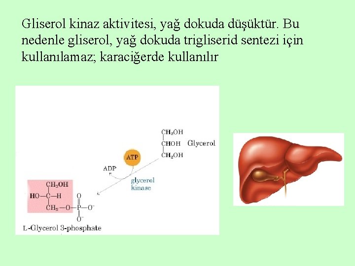 Gliserol kinaz aktivitesi, yağ dokuda düşüktür. Bu nedenle gliserol, yağ dokuda trigliserid sentezi için