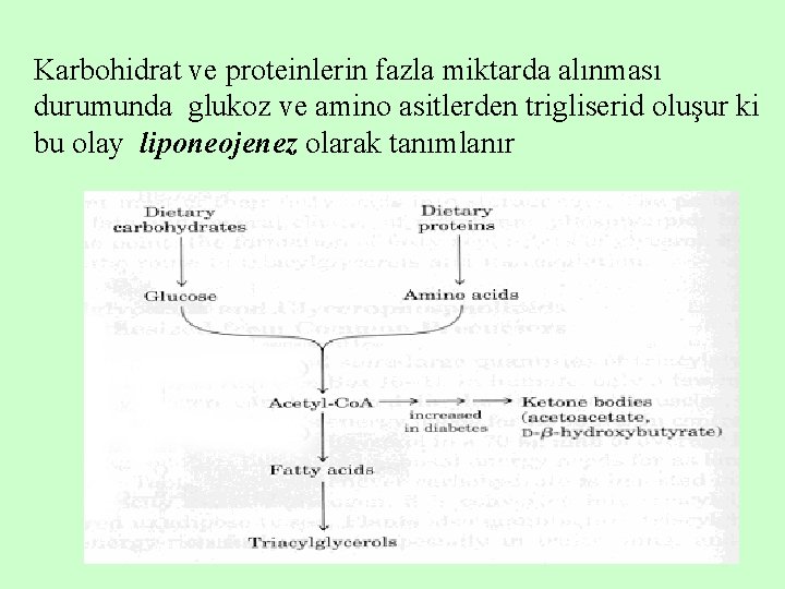 Karbohidrat ve proteinlerin fazla miktarda alınması durumunda glukoz ve amino asitlerden trigliserid oluşur ki