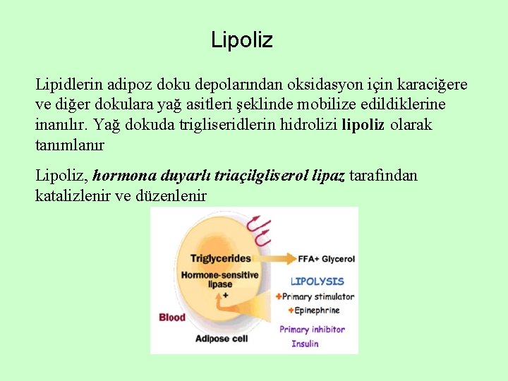 Lipoliz Lipidlerin adipoz doku depolarından oksidasyon için karaciğere ve diğer dokulara yağ asitleri şeklinde