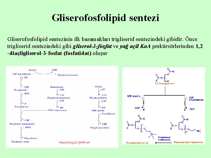 Gliserofosfolipid sentezinin ilk basamakları trigliserid sentezindeki gibidir. Önce trigliserid sentezindeki gibi gliserol-3 -fosfat ve